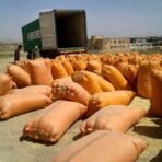 قیمت کاه گندم دیوار