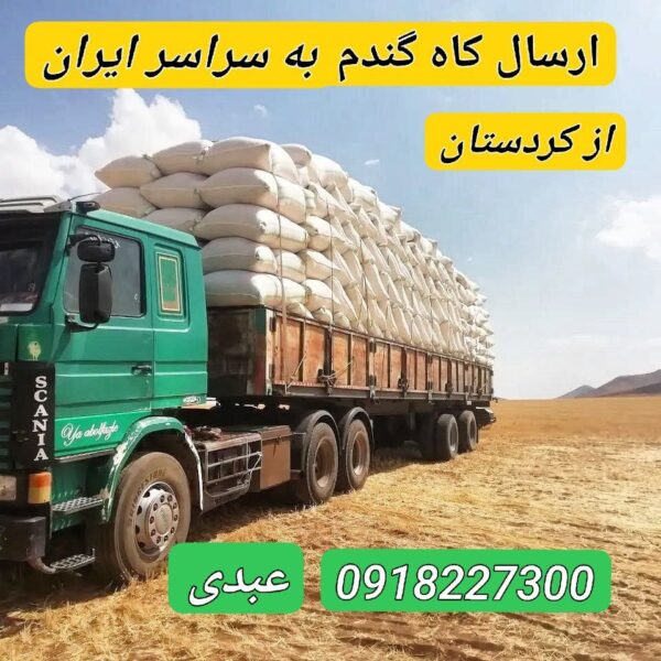 کاه گندم دیمی